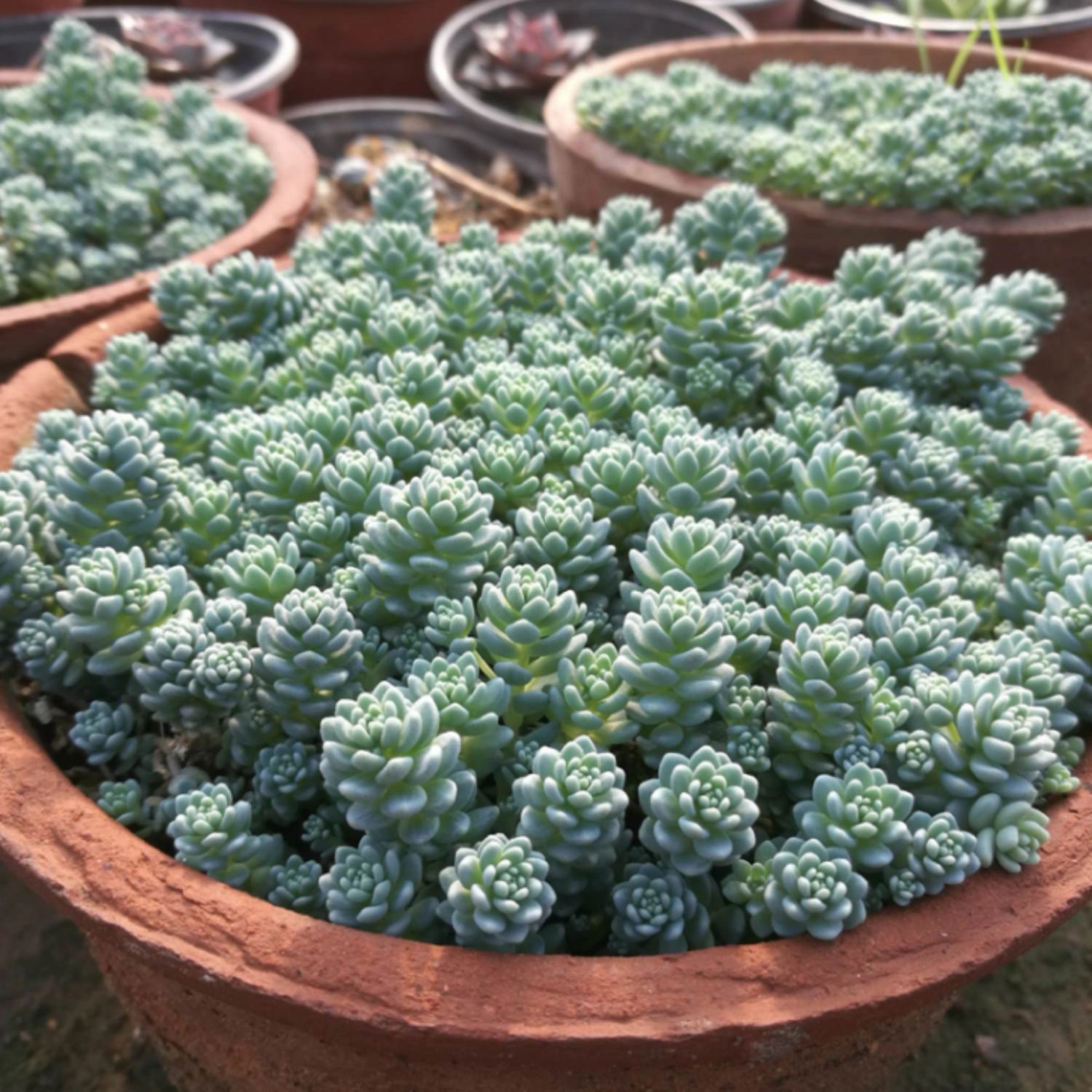 Sedum Dasyphyllum 'Major'