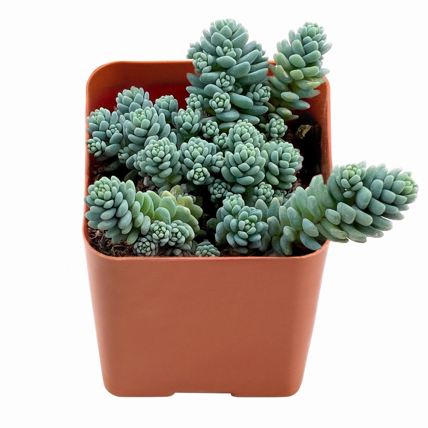 Sedum Dasyphyllum 'Major' mini ornamental plant  