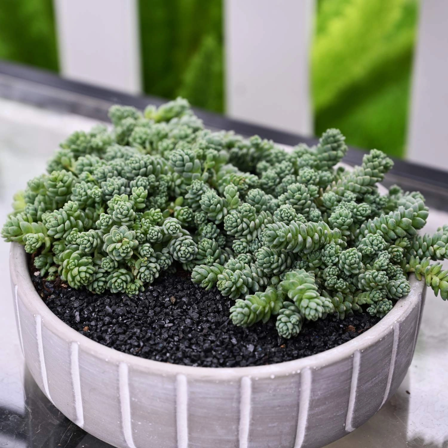 Sedum Dasyphyllum 'Major'