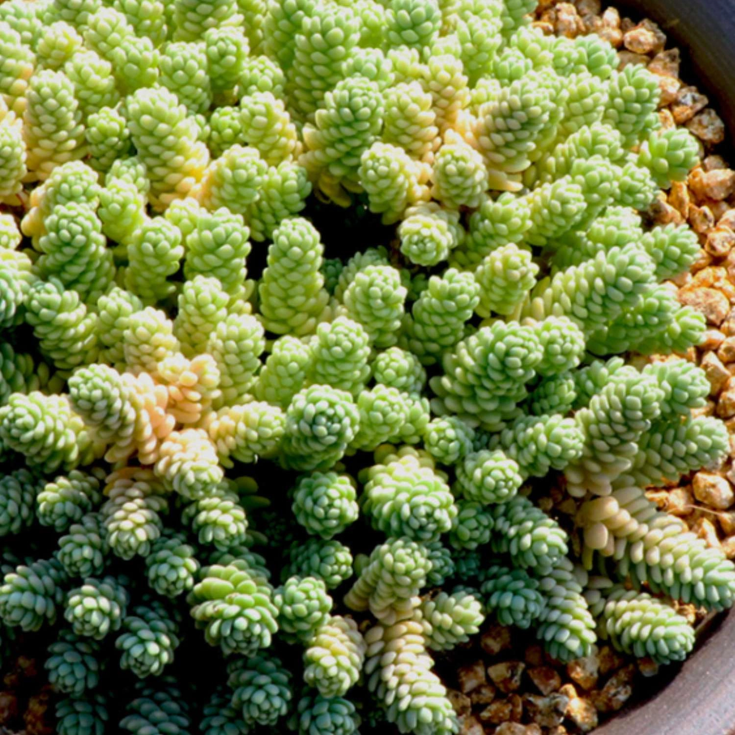 Sedum Dasyphyllum 'Major'