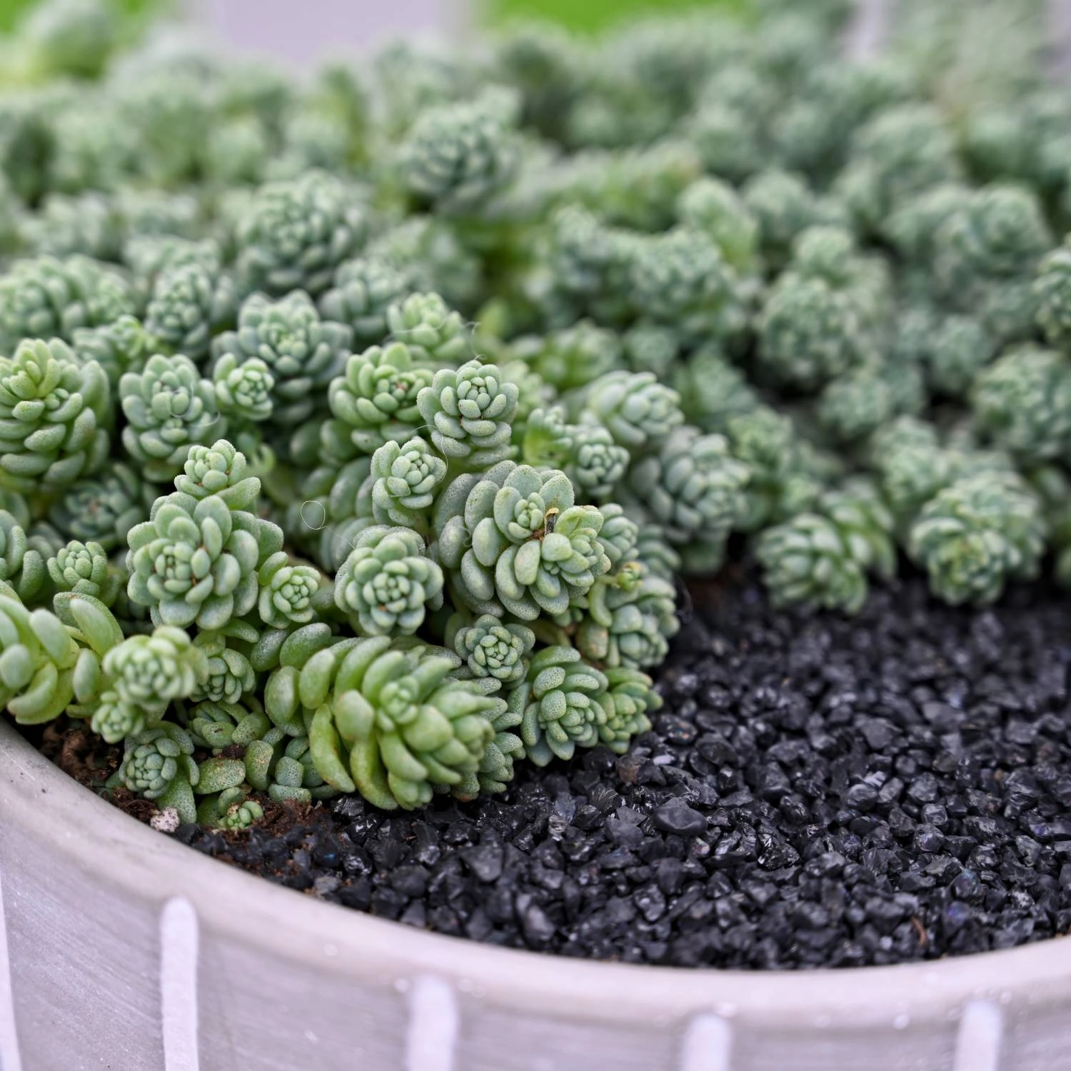 Sedum Dasyphyllum 'Major'