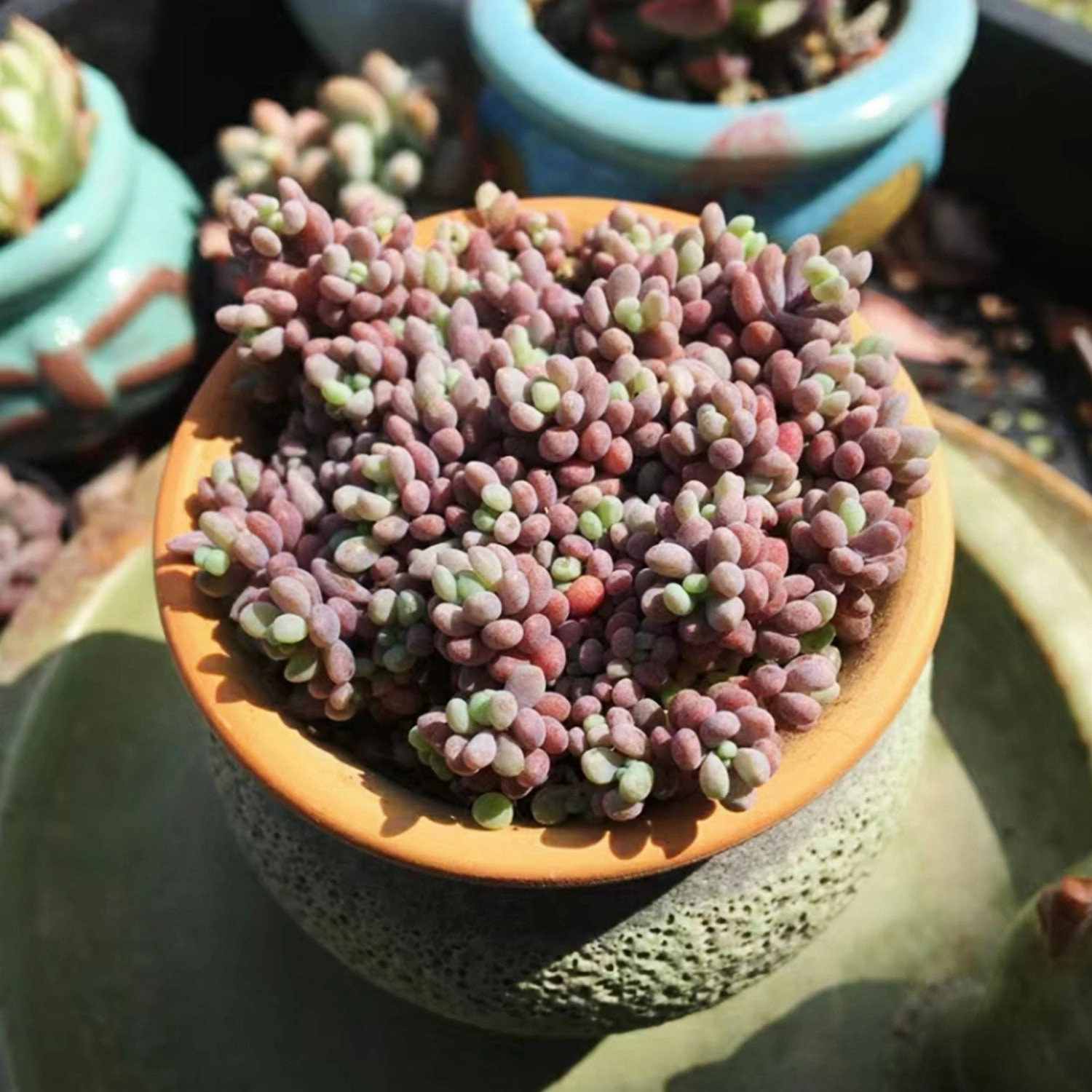Sedum Dasyphyllum 'Minor'/Corsican Stonecrop (4 inch)