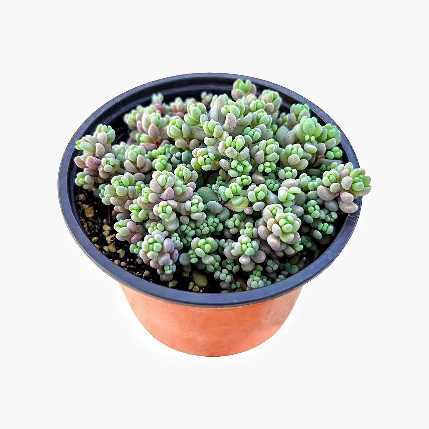 Sedum Dasyphyllum 'Minor'/Corsican Stonecrop (4 inch) mini ornamental plant  