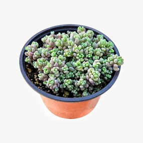 Sedum Dasyphyllum 'Minor'/Corsican Stonecrop (4 inch) mini ornamental plant  