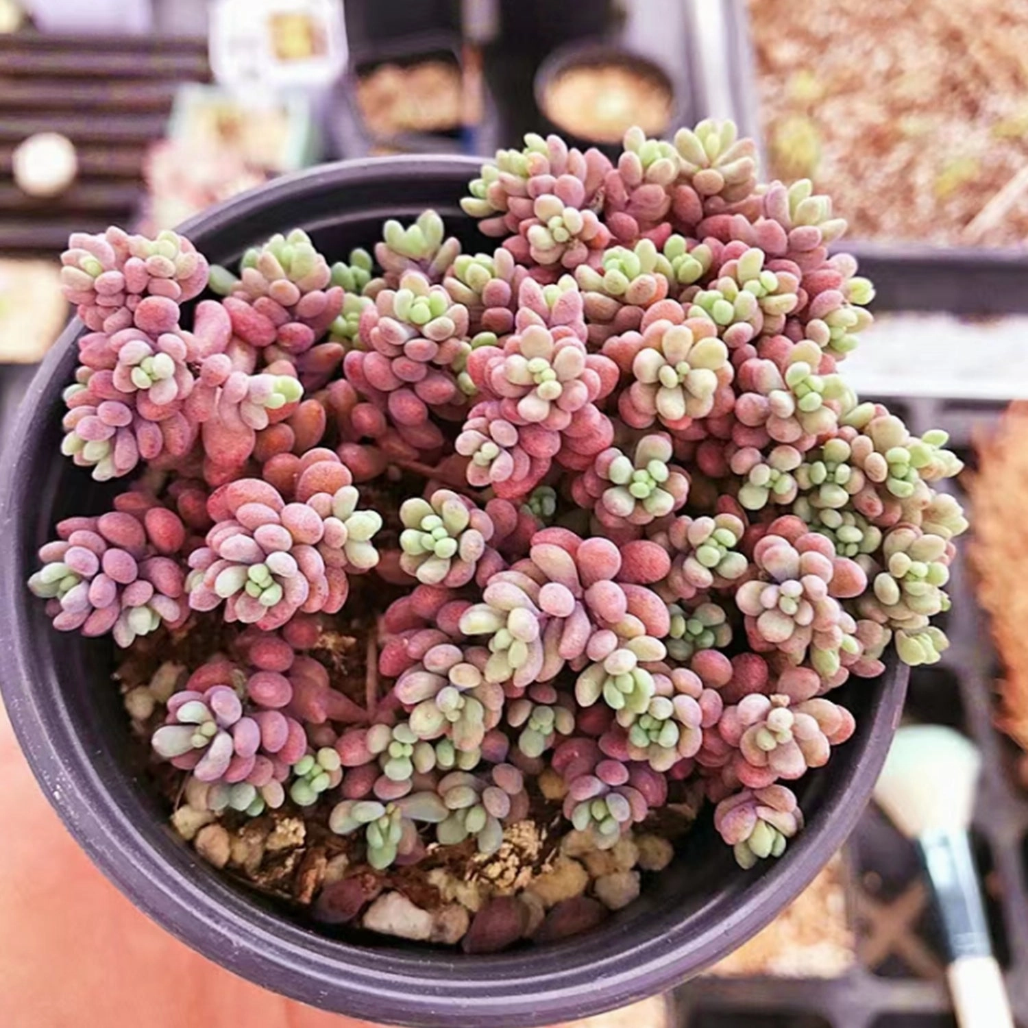 Sedum Dasyphyllum 'Minor'/Corsican Stonecrop (4 inch)