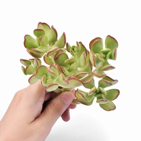Sedum Dendroideum Cuttings mini ornamental plant  