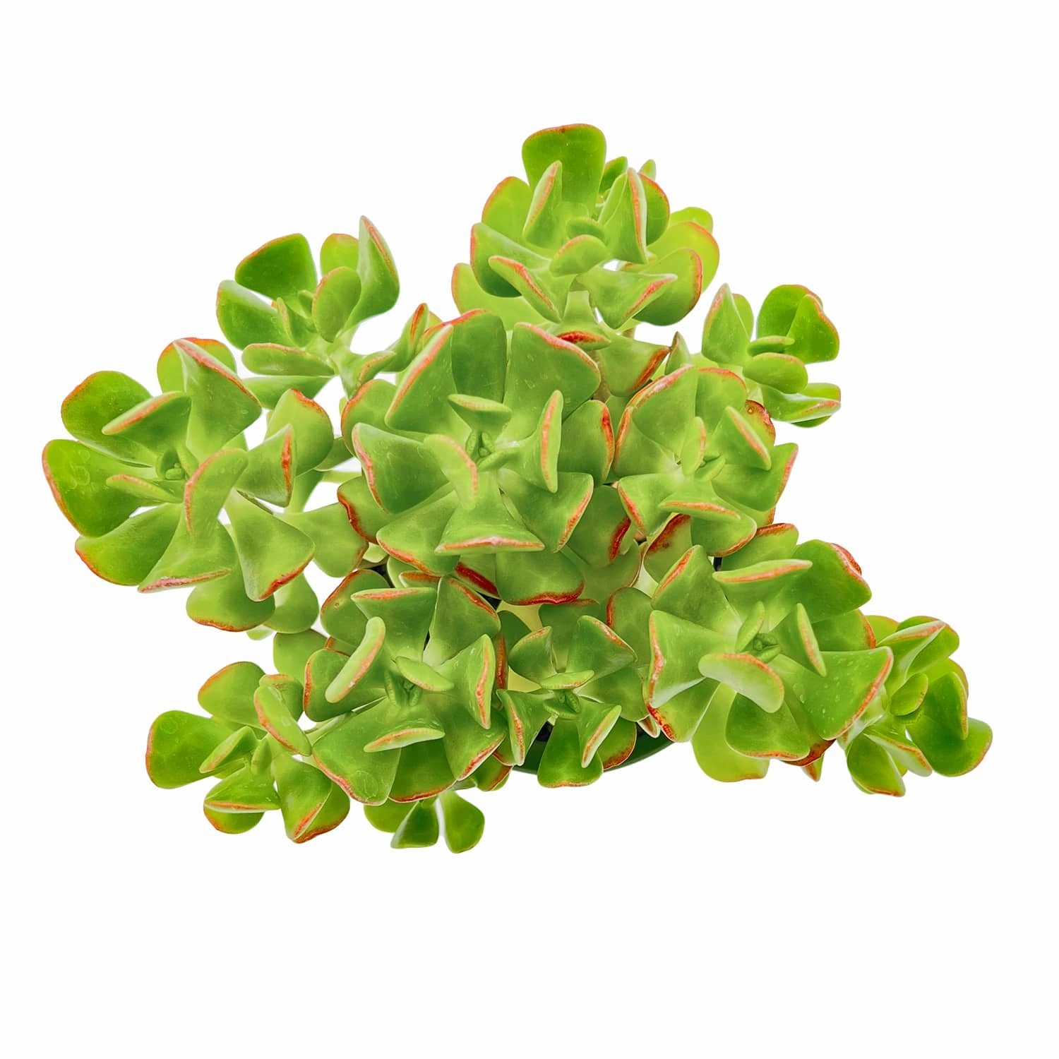 Sedum Dendroideum (Tree Stonecrop) (4 inch)