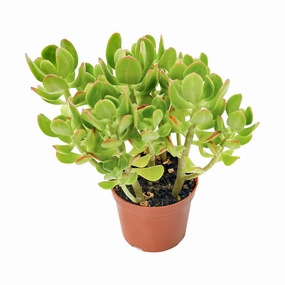 Sedum Dendroideum (Tree Stonecrop) (4 inch) mini ornamental plant  
