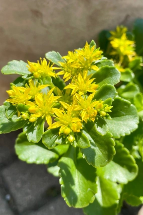 Sedum kamtschaticum 1qt decorative flowerpot  