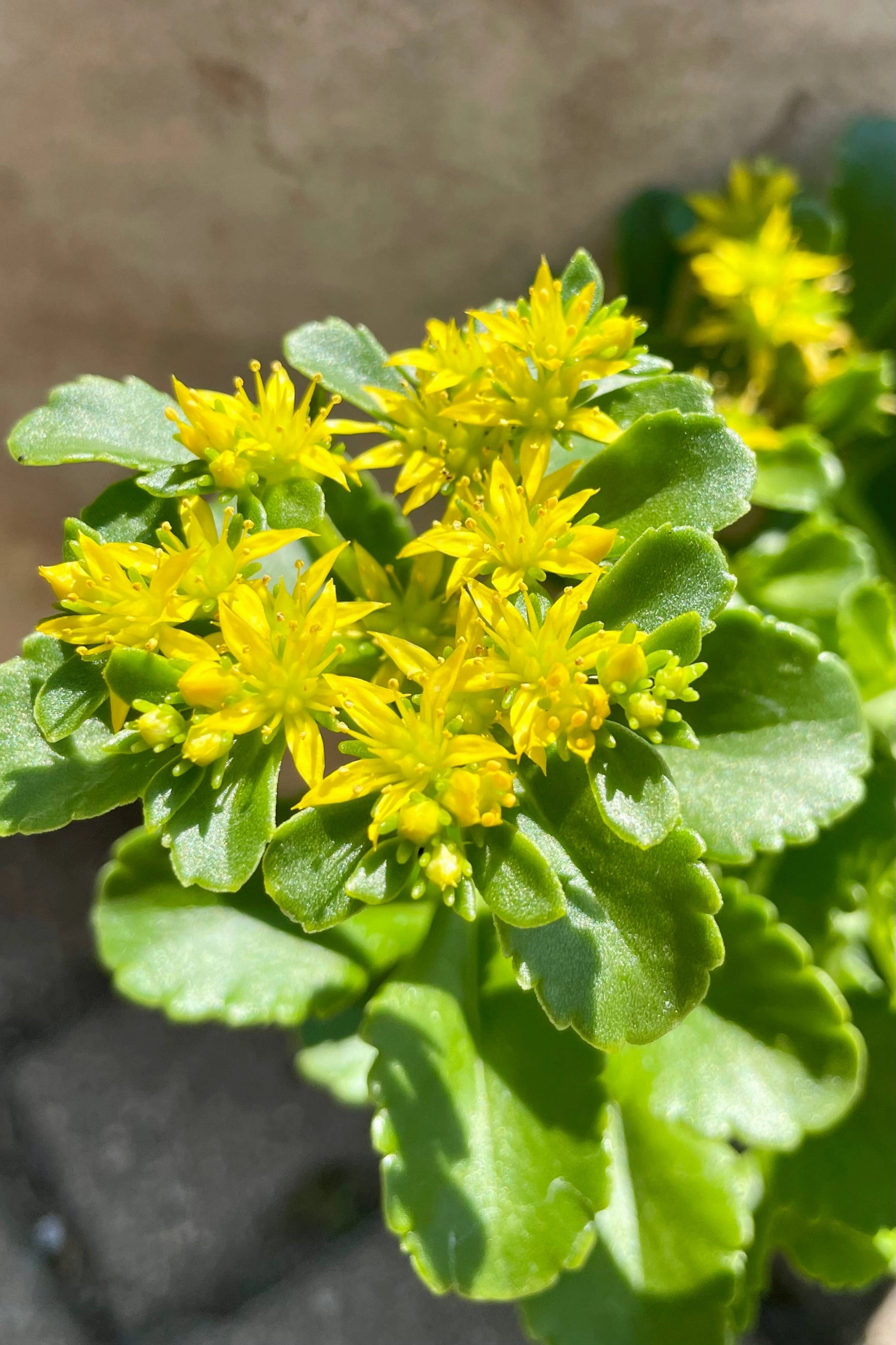 Sedum kamtschaticum 1qt decorative flowerpot  