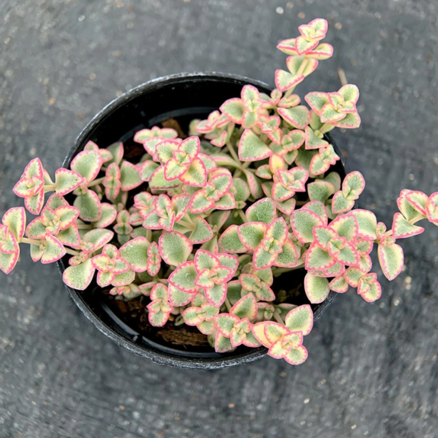 Sedum Little Missy - Variegated (4 inch)