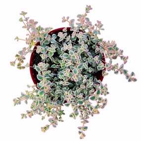 Sedum Little Missy - Variegated (4 inch) mini ornamental plant  