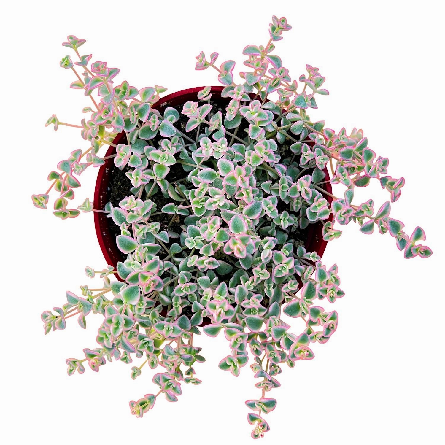 Sedum Little Missy - Variegated (4 inch) mini ornamental plant  