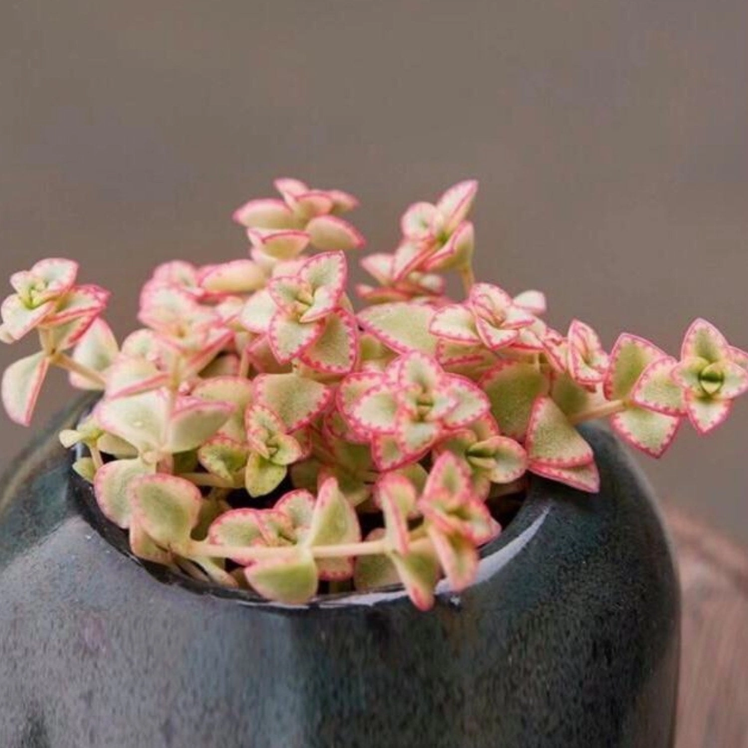 Sedum Little Missy - Variegated (4 inch)