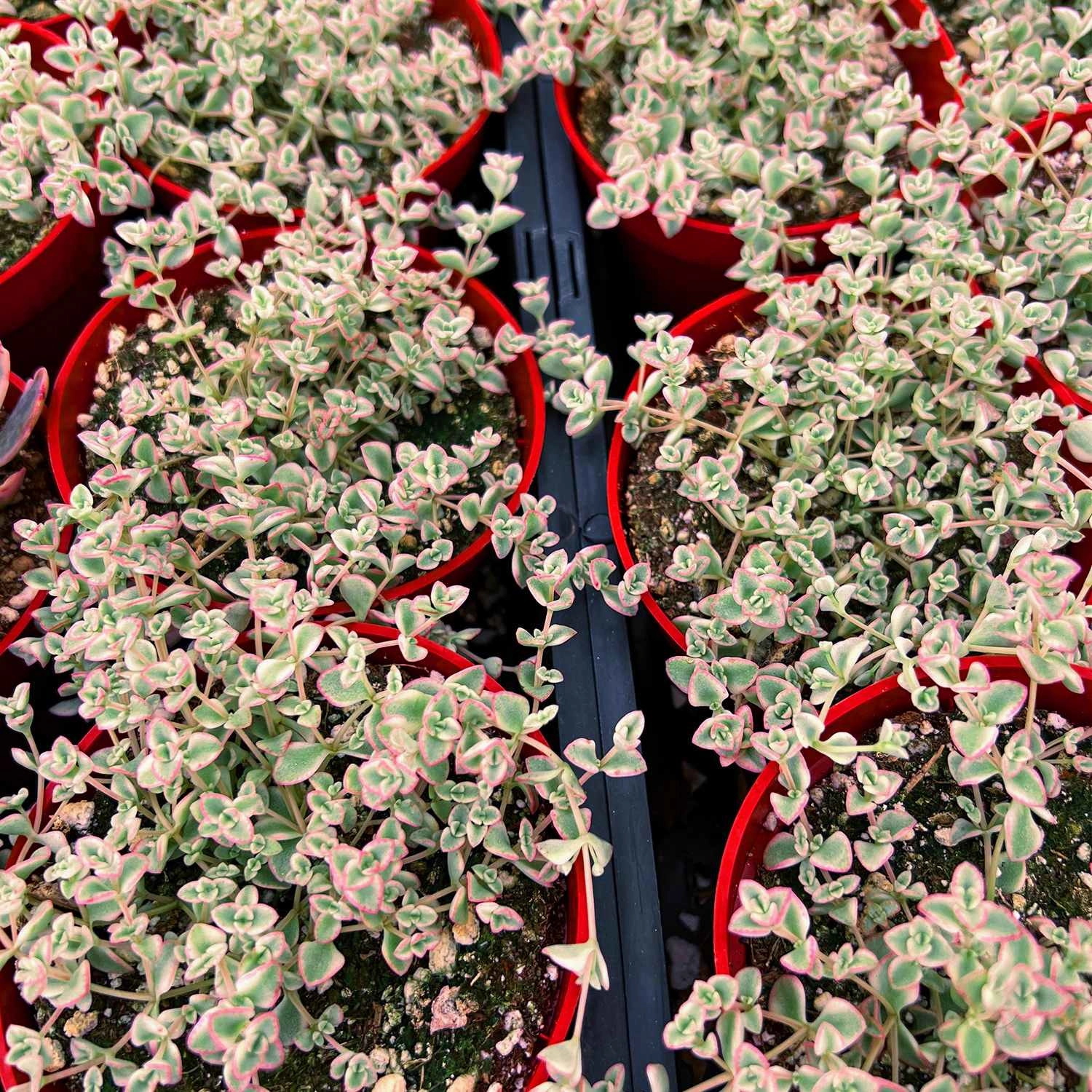 Sedum Little Missy - Variegated (4 inch)