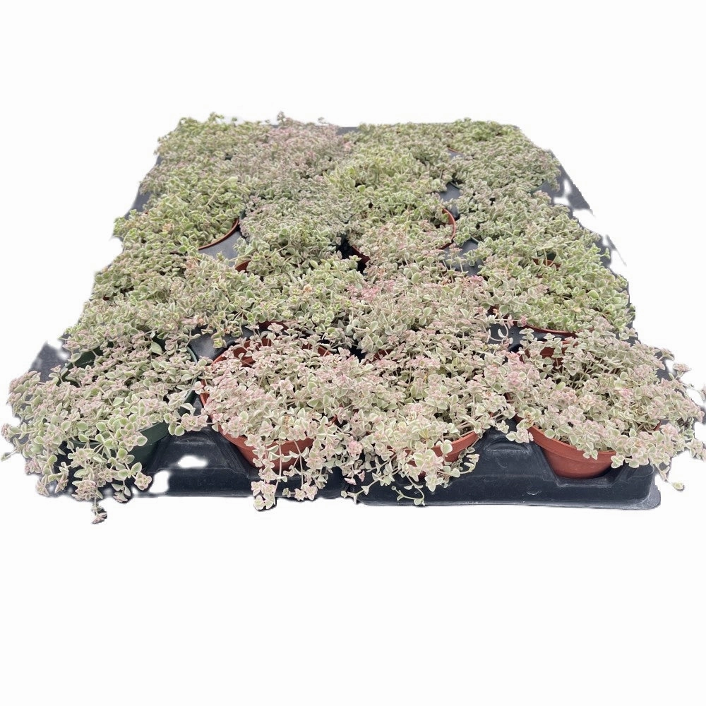 Sedum Little Missy Variegated  Bulk 20 Tray - 4in Pot