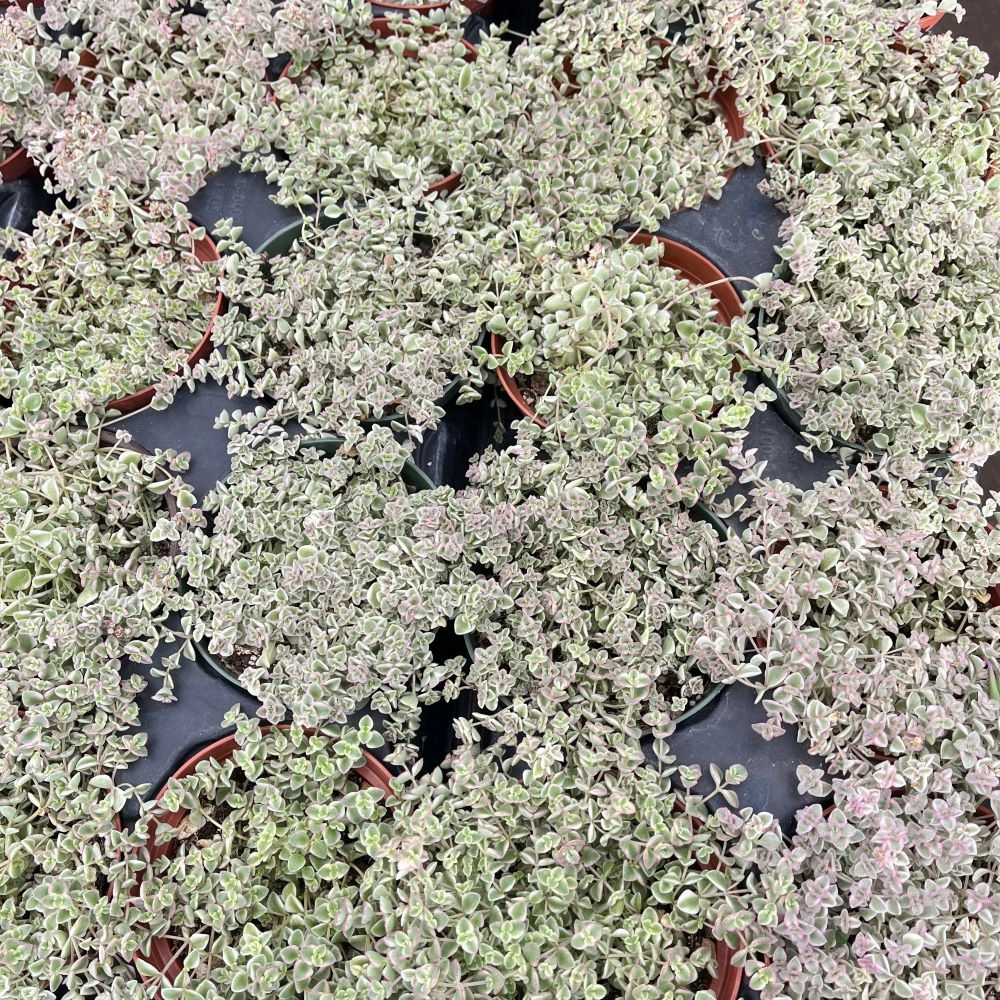 Sedum Little Missy Variegated  Bulk 20 Tray - 4in Pot