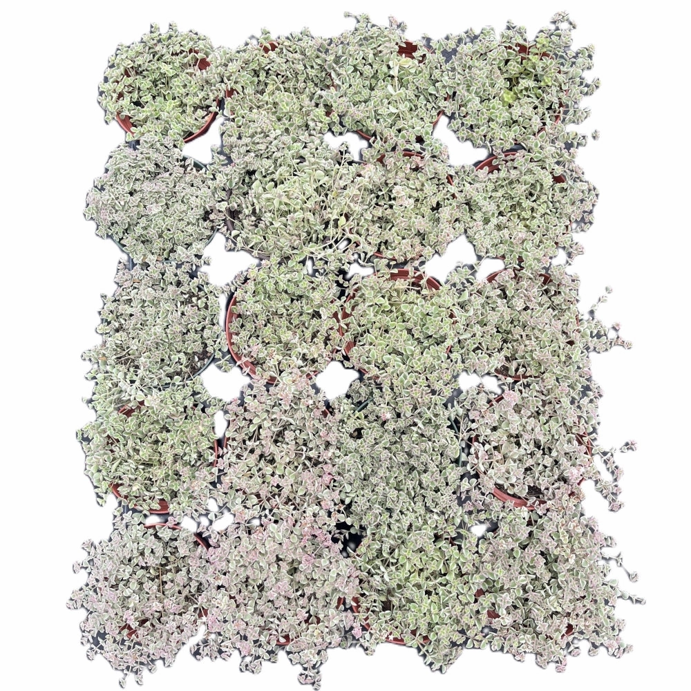 Sedum Little Missy Variegated  Bulk 20 Tray - 4in Pot mini ornamental plant  
