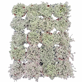 Sedum Little Missy Variegated  Bulk 20 Tray - 4in Pot mini ornamental plant  