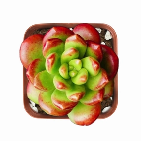 Sedum Lucidum 'Obesum'? mini ornamental plant  
