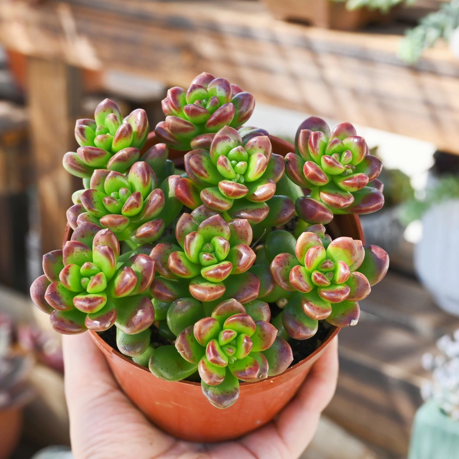 Sedum Lucidum 'Obesum'? (4 inch)