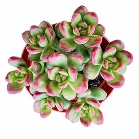 Sedum Lucidum 'Obesum'? (4 inch) mini ornamental plant  