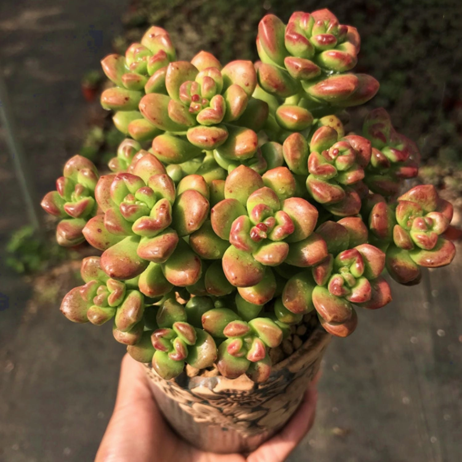 Sedum Lucidum 'Obesum'? (4 inch)