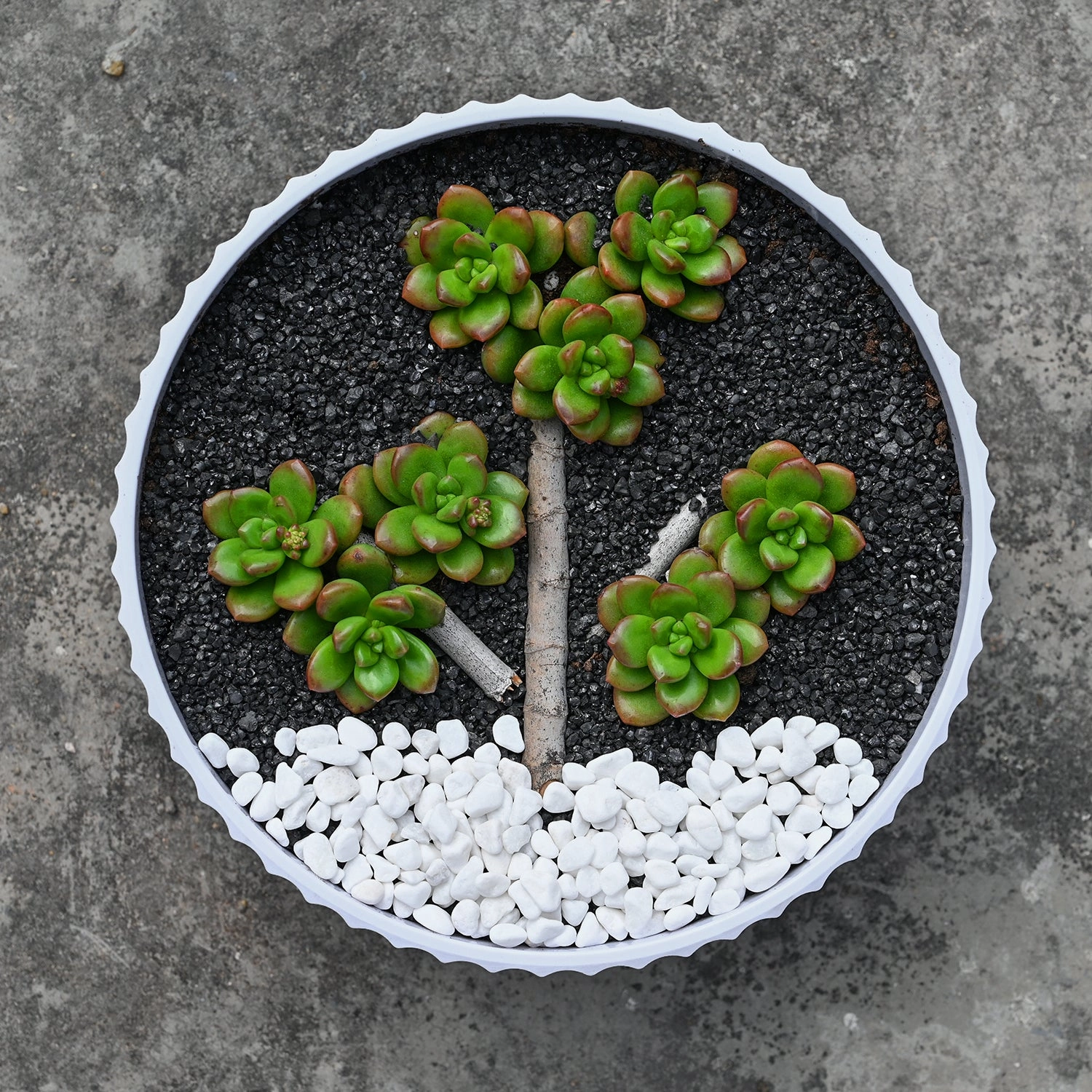 Sedum Lucidum 'Obesum'?