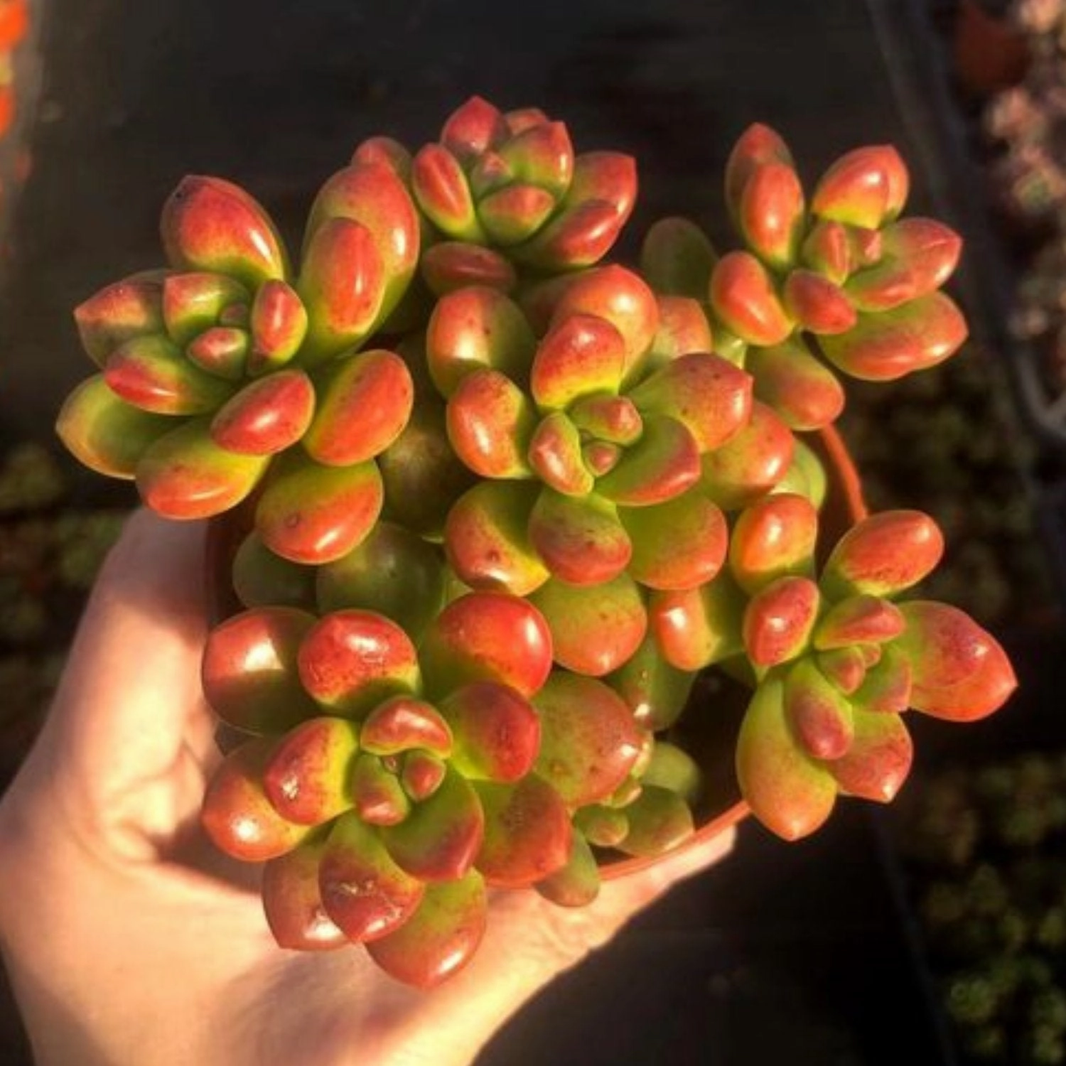 Sedum Lucidum 'Obesum'?
