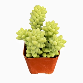 Sedum Morganianum Burrito mini ornamental plant  