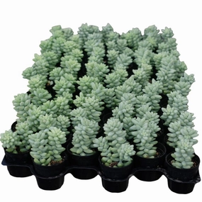 Sedum Morganianum Burrito Bulk 54 Tray - 2in Pot mini ornamental plant  