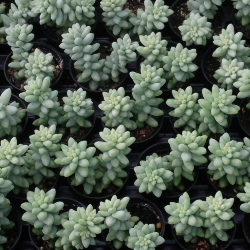 Sedum Morganianum Burrito Bulk 54 Tray - 2in Pot