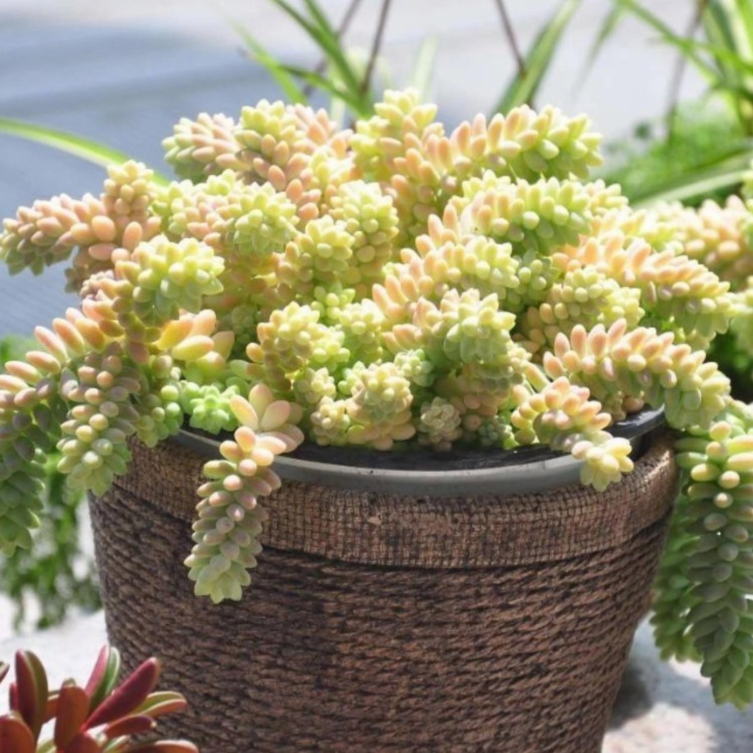 Sedum Morganianum Burrito