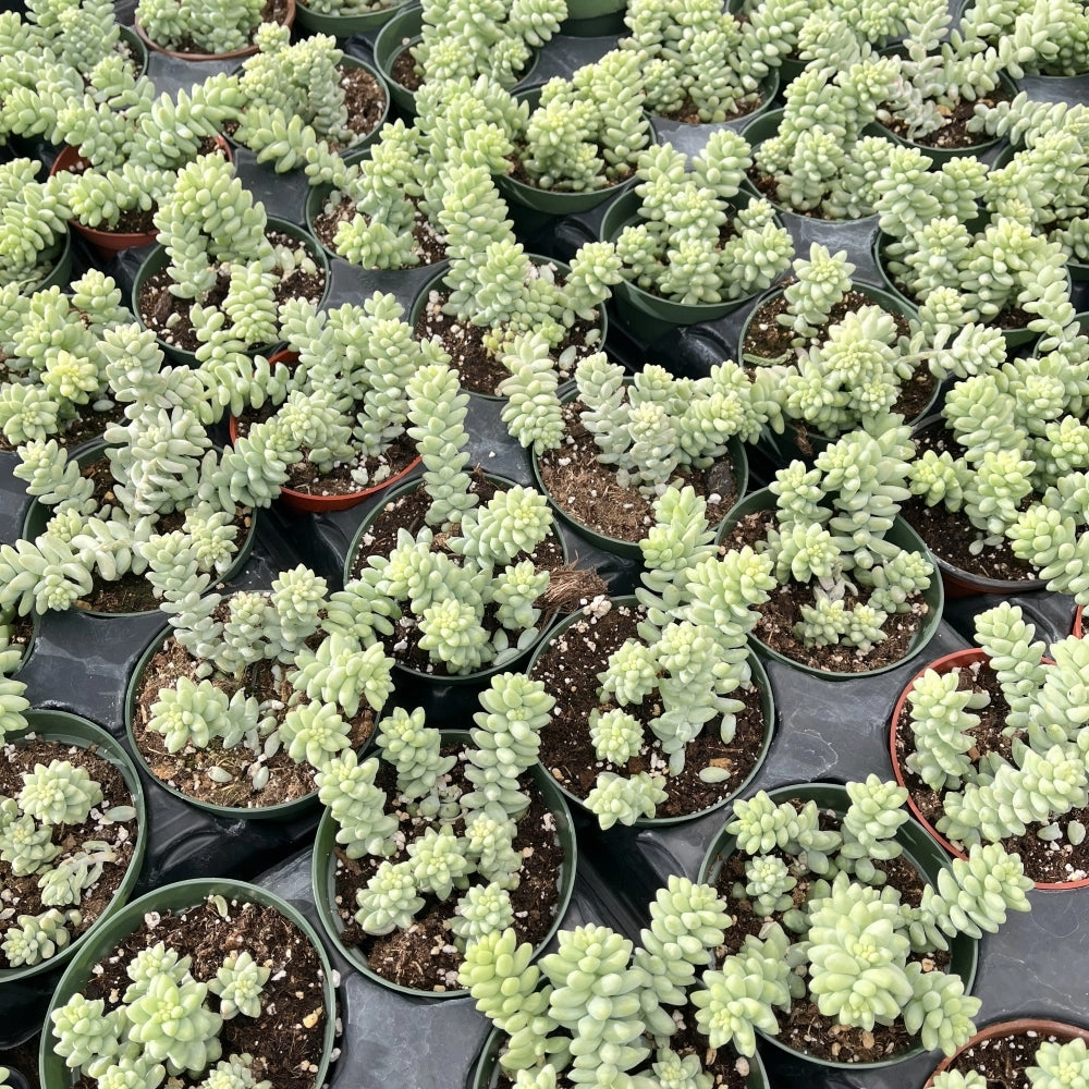 Sedum Morganianum-Burro's tail Bulk 20 Tray - 4in Pot