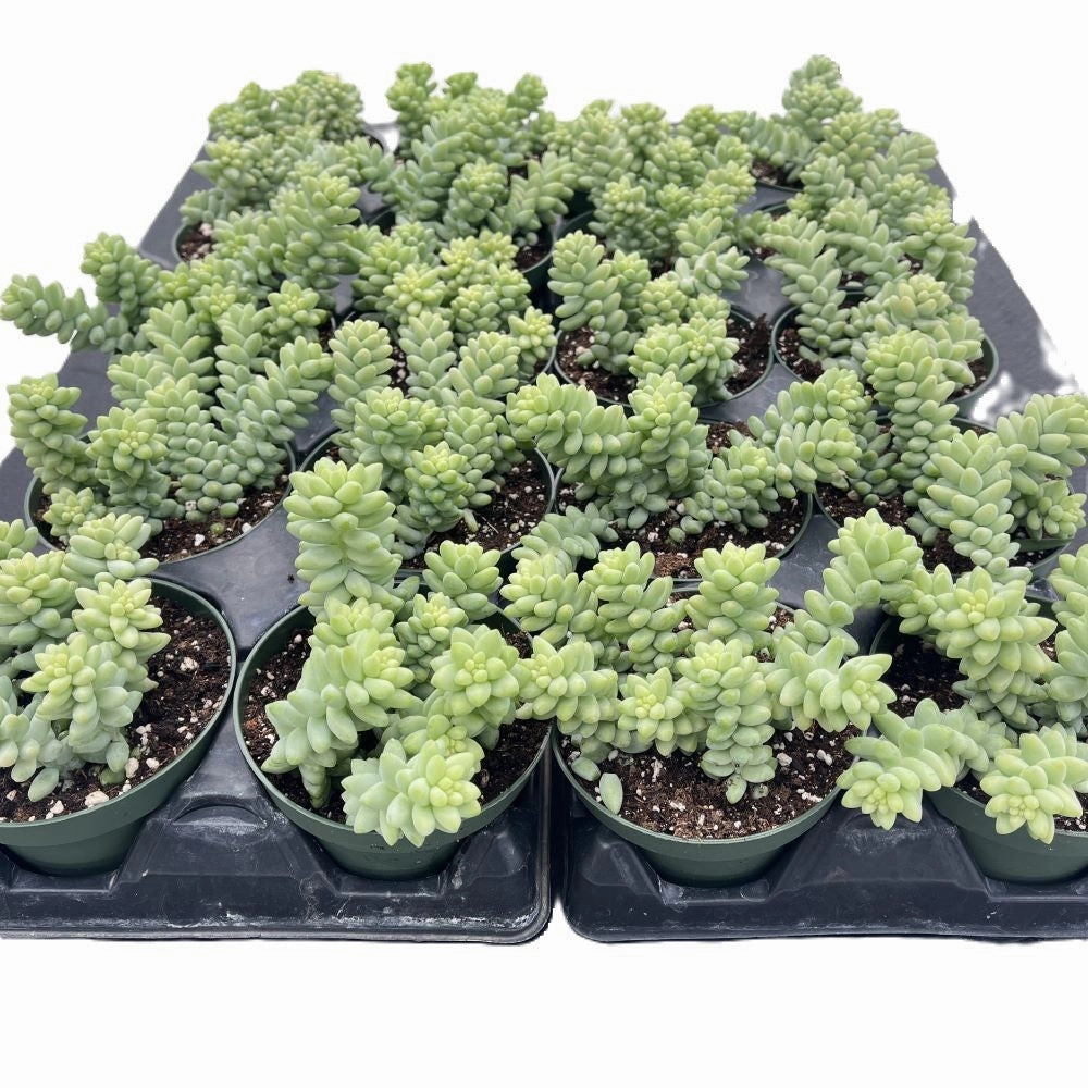 Sedum Morganianum-Burro's tail Bulk 20 Tray - 4in Pot