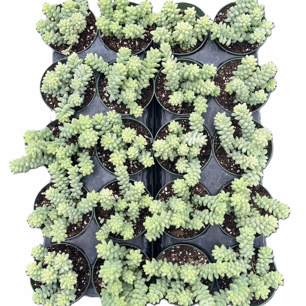 Sedum Morganianum-Burro's tail Bulk 20 Tray - 4in Pot mini ornamental plant  