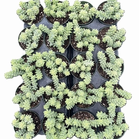 Sedum Morganianum-Burro's tail Bulk 20 Tray - 4in Pot mini ornamental plant  