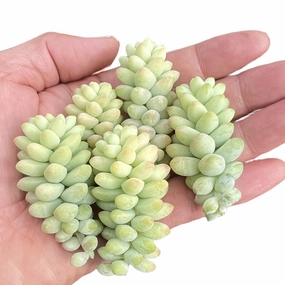 Sedum Morganianum Burro's Tail Cuttings mini ornamental plant  