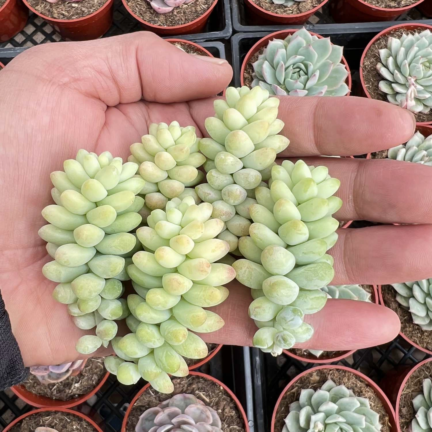 Sedum Morganianum Burro's Tail Cuttings