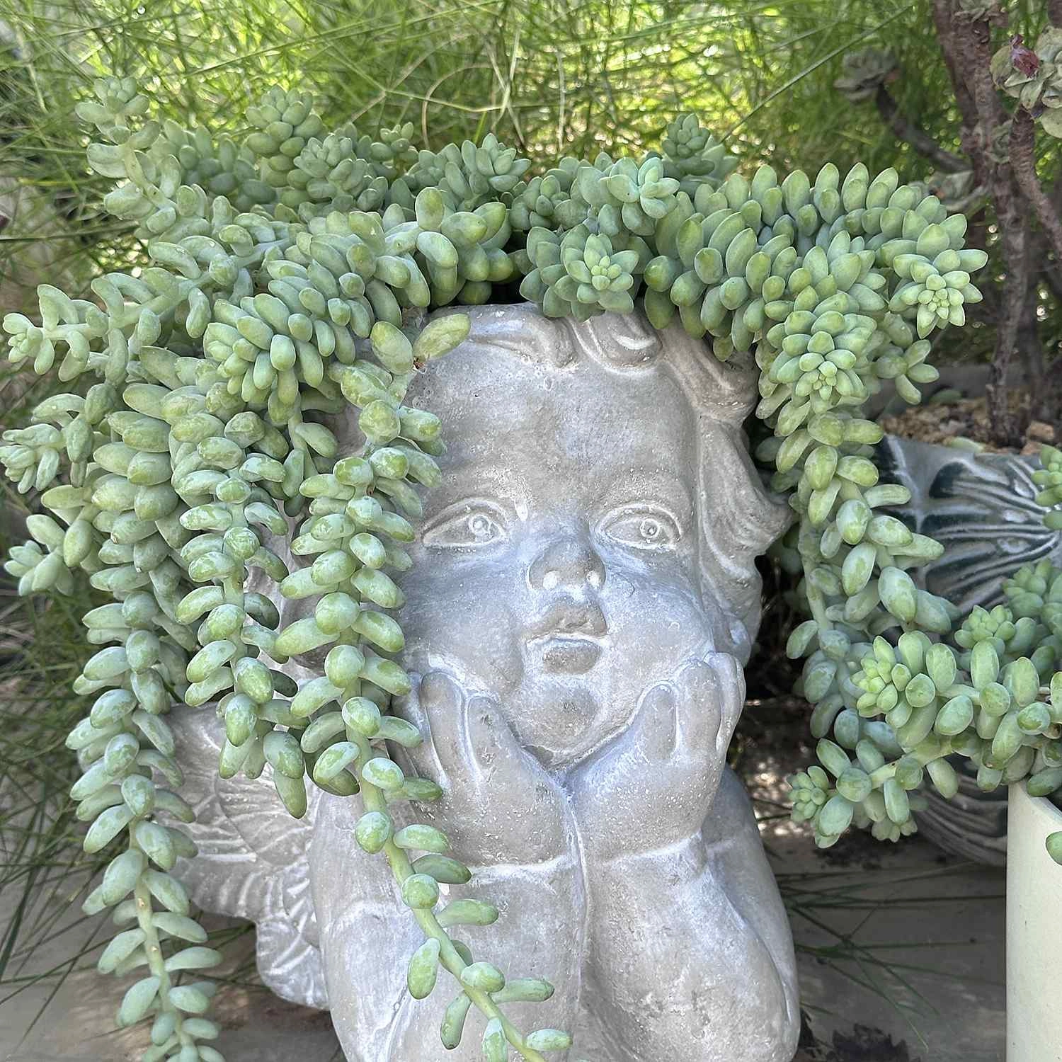 Sedum Morganianum Burro's Tail Cuttings
