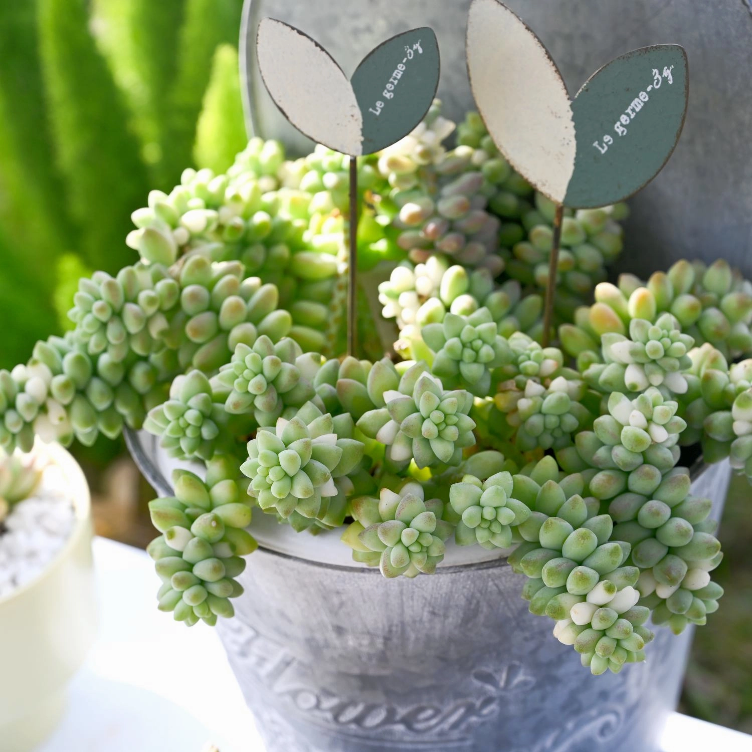 Sedum Morganianum Burro's Tail Cuttings