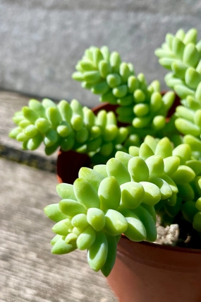 Sedum morganianum "Burro's Tail" 4" medium flower pot  