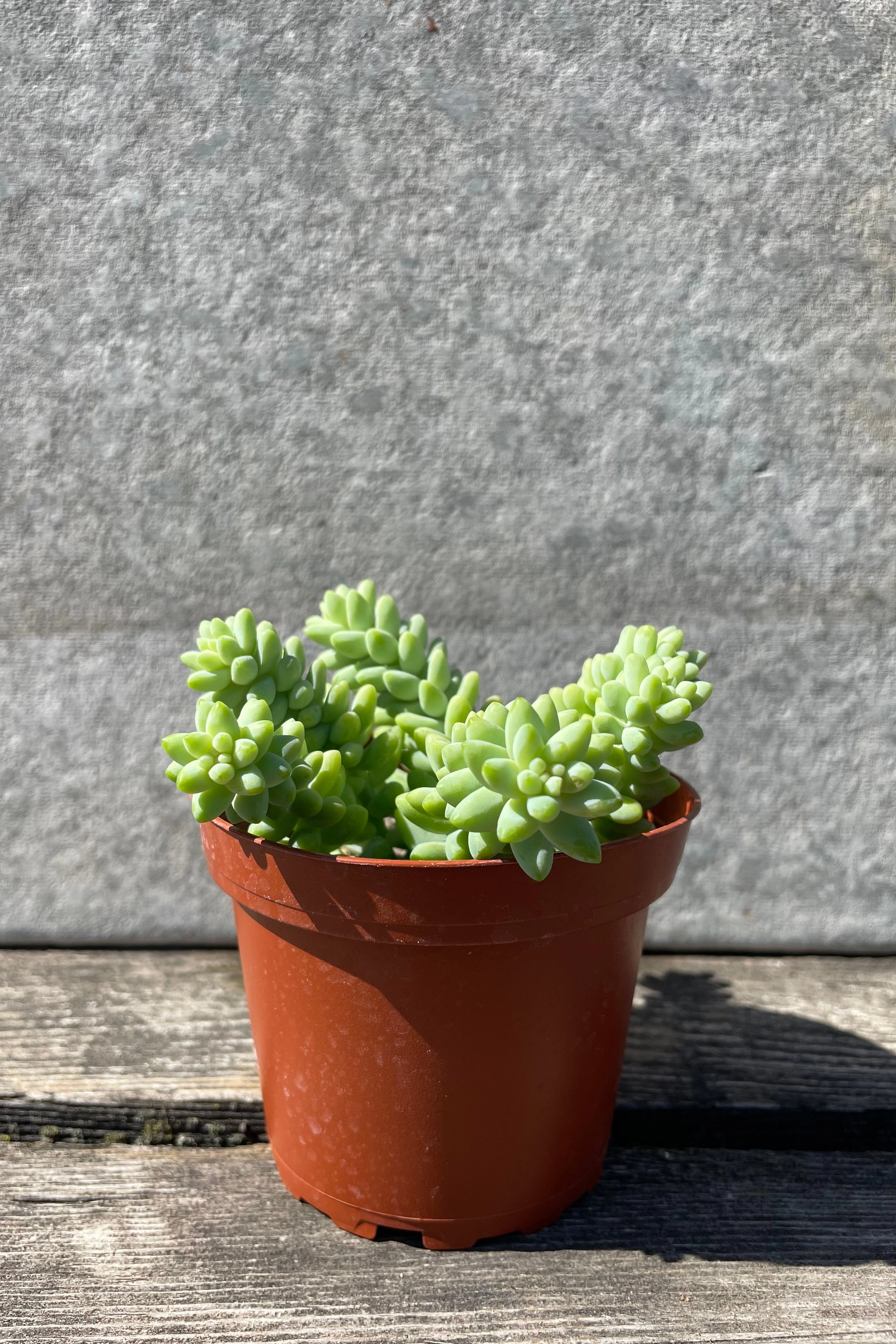 Sedum morganianum "Burro's Tail" 4"