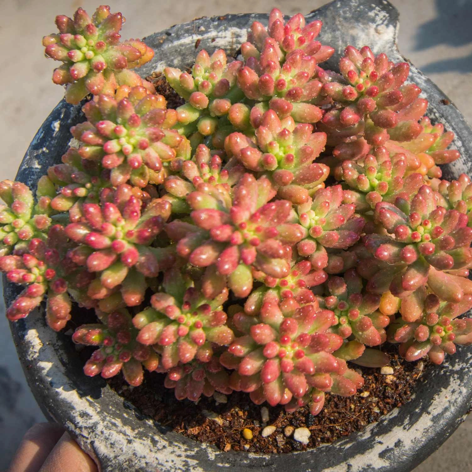 Sedum Rubrotinctum 'Roseum'