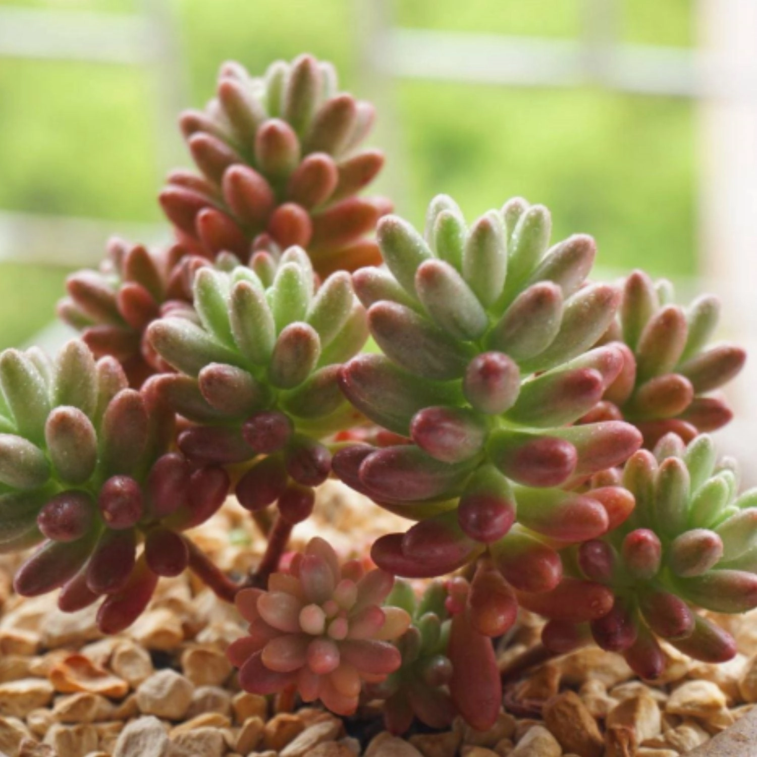 Sedum Rubrotinctum 'Roseum'