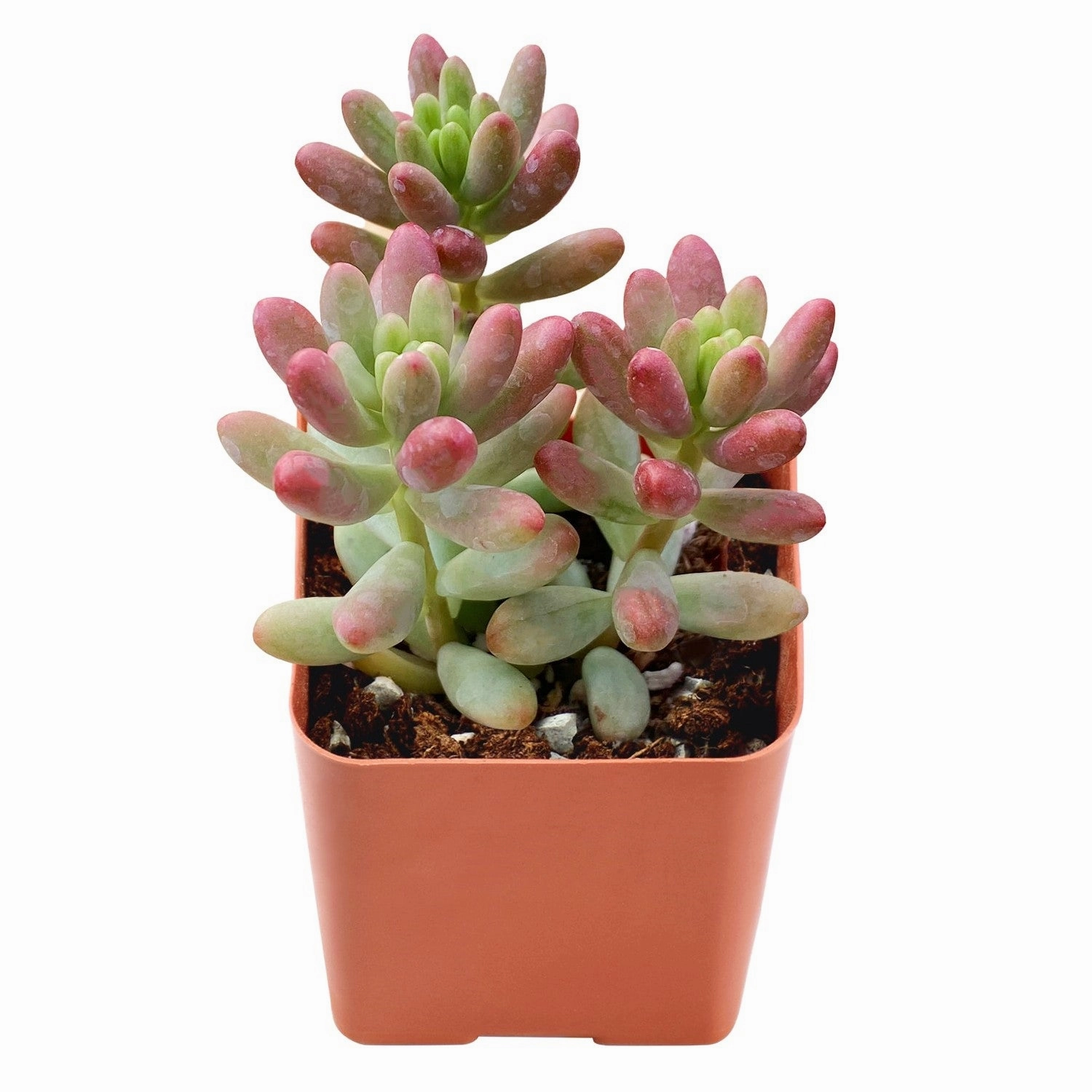 Sedum Rubrotinctum 'Roseum' mini ornamental plant  