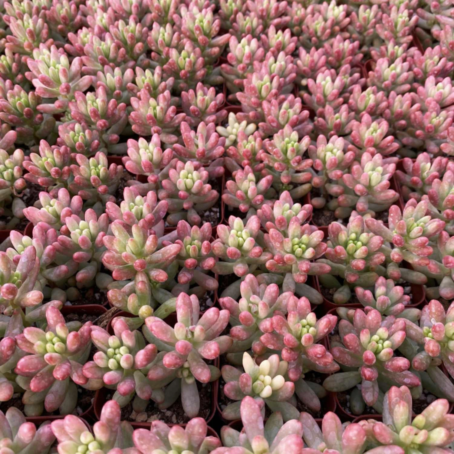 Sedum Rubrotinctum 'Roseum'