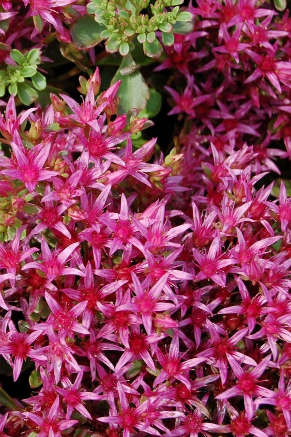 Sedum s. 'Dragon's Blood' 1qt