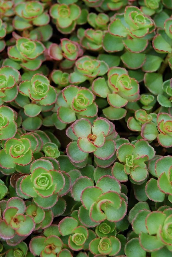 Sedum s. 'Dragon's Blood' 1qt