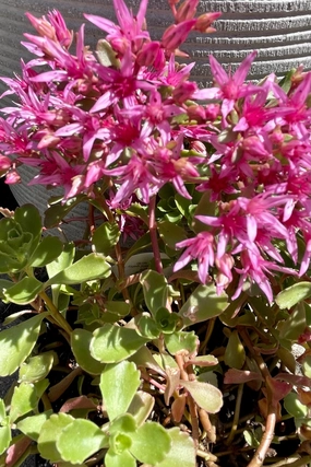 Sedum s. 'Dragon's Blood' 1qt decorative flowerpot  